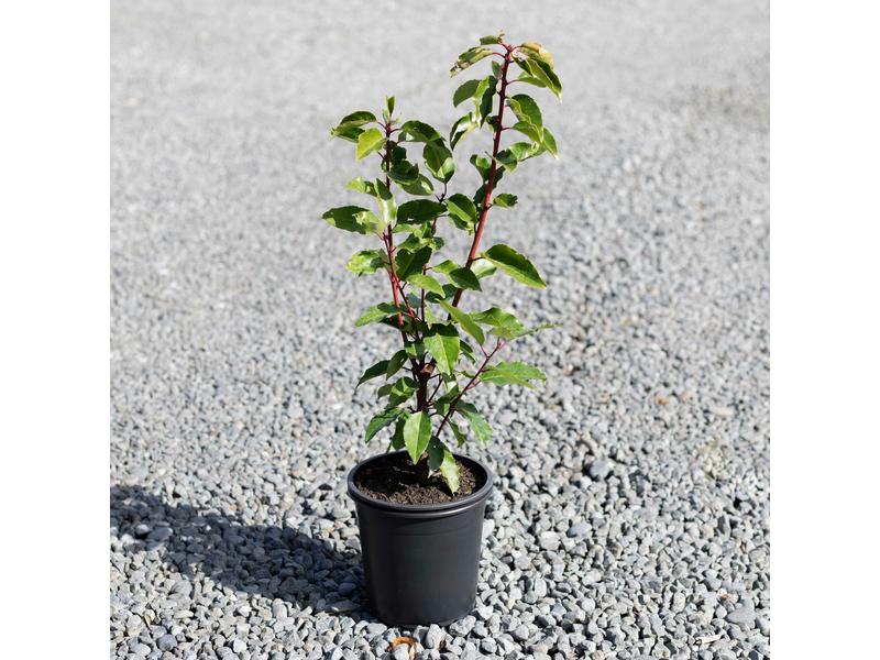product image for Prunus lusitanica