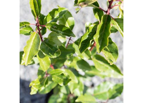 gallery image of Prunus lusitanica
