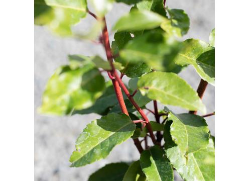 gallery image of Prunus lusitanica