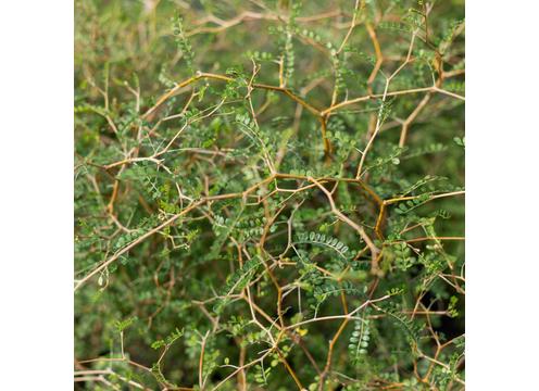 gallery image of Sophora microphylla
