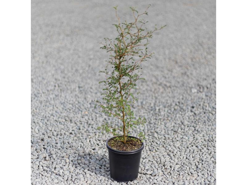 product image for Sophora microphylla