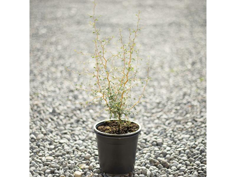 product image for Sophora prostrata
