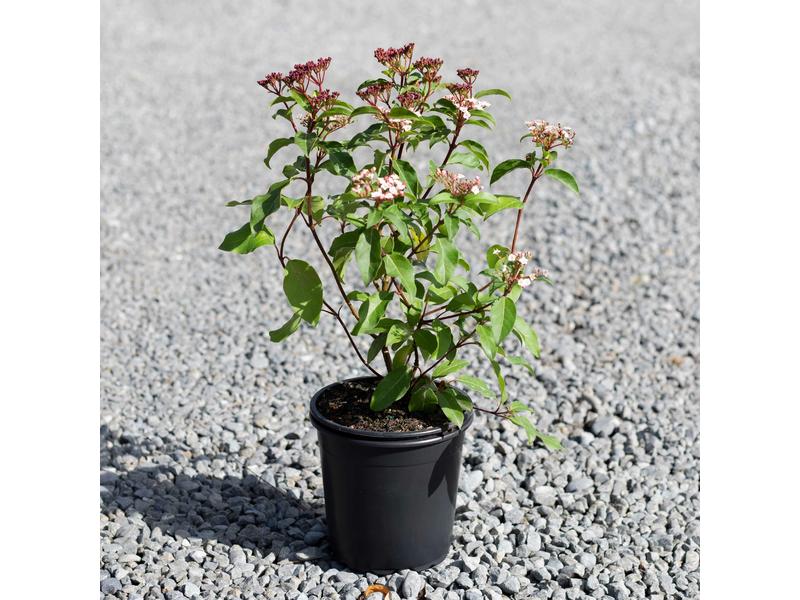 product image for Viburnum Emerald Beauty