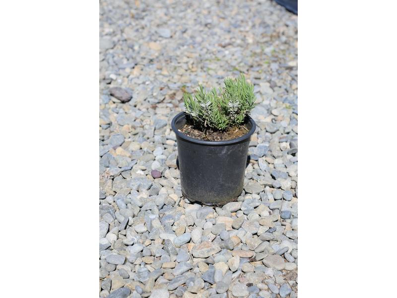 product image for Lavandula angustifolia 'Hidcote' 2.5L