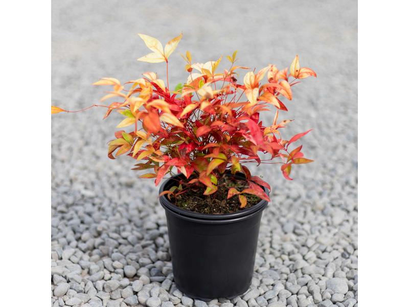 product image for Nandina Firepower 2.5L
